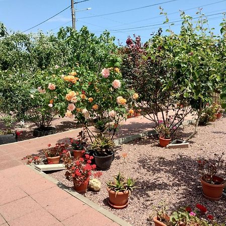 Douăzeci şi Trei August Casa Doina酒店 外观 照片